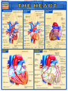 QuickStudy - The Heart