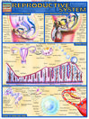 QuickStudy - Reproductive System@
