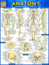 QuickStudy - Anatomy By Vincent Perez