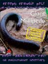 Giant Millipede