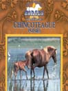 Great American Horses: Chincoteague Ponies