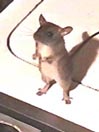 Of Mouse and Man by Curt Walheim