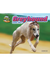 Greyhound
