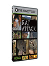Rat Attack
