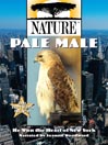 Pale Male