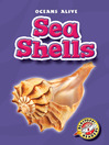 Sea Shells